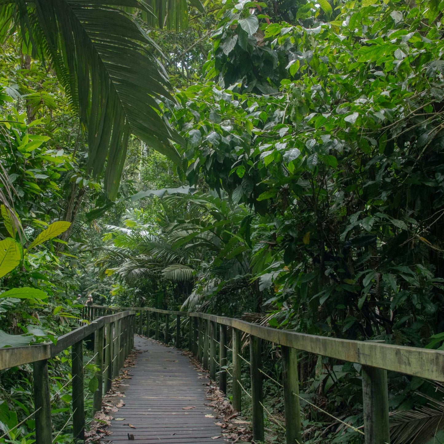 The "Pura Livin" Experience: Tropical Costa Rica: Rainforests, Volcanoes & Pura Vida - 9 Days of Guided Adventure