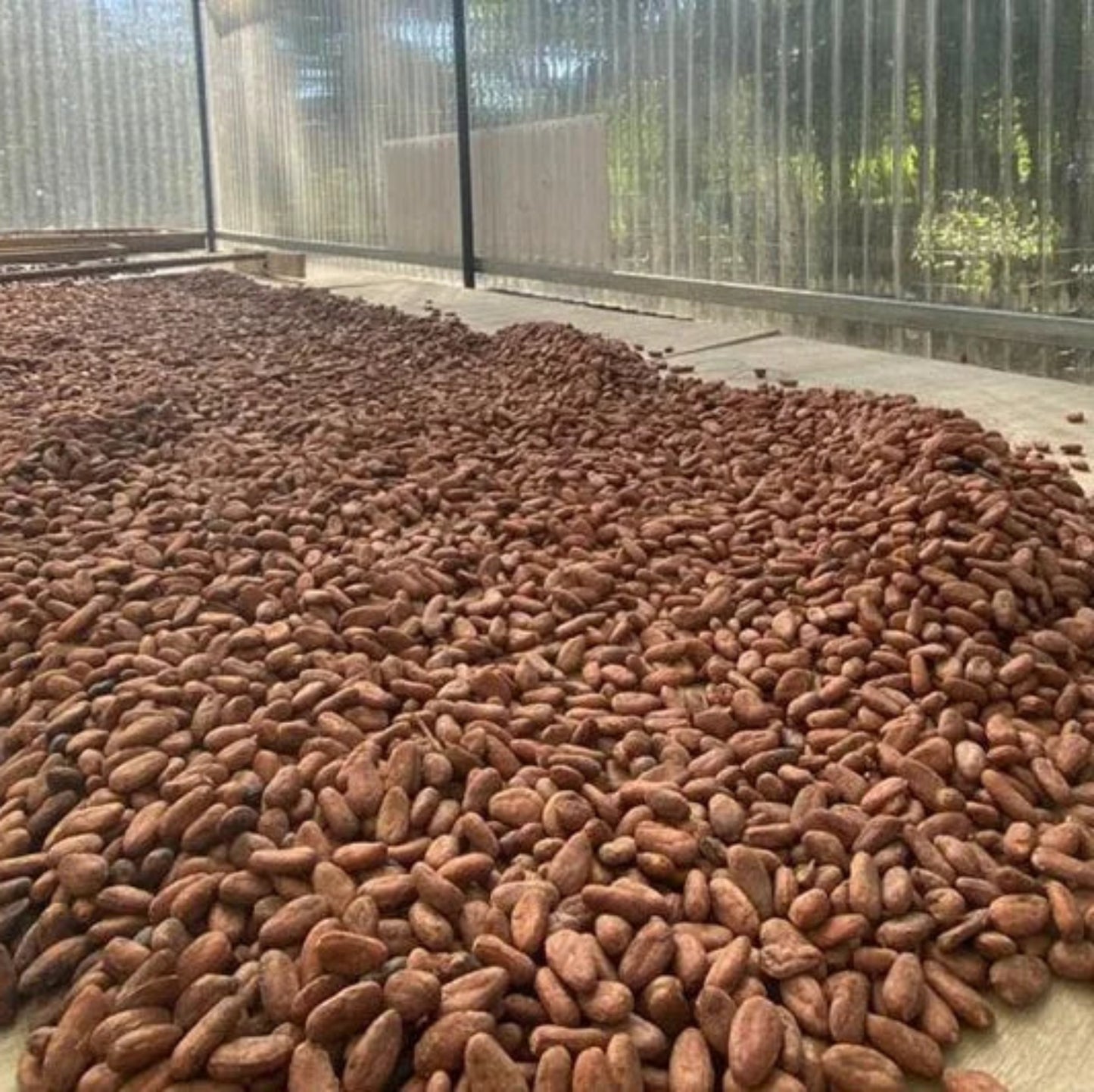 La Mona Golosa Cocao (Chocolate) TOUR experience