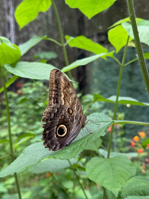 Manuel Antonio National Park Hiking Tour from Jacó