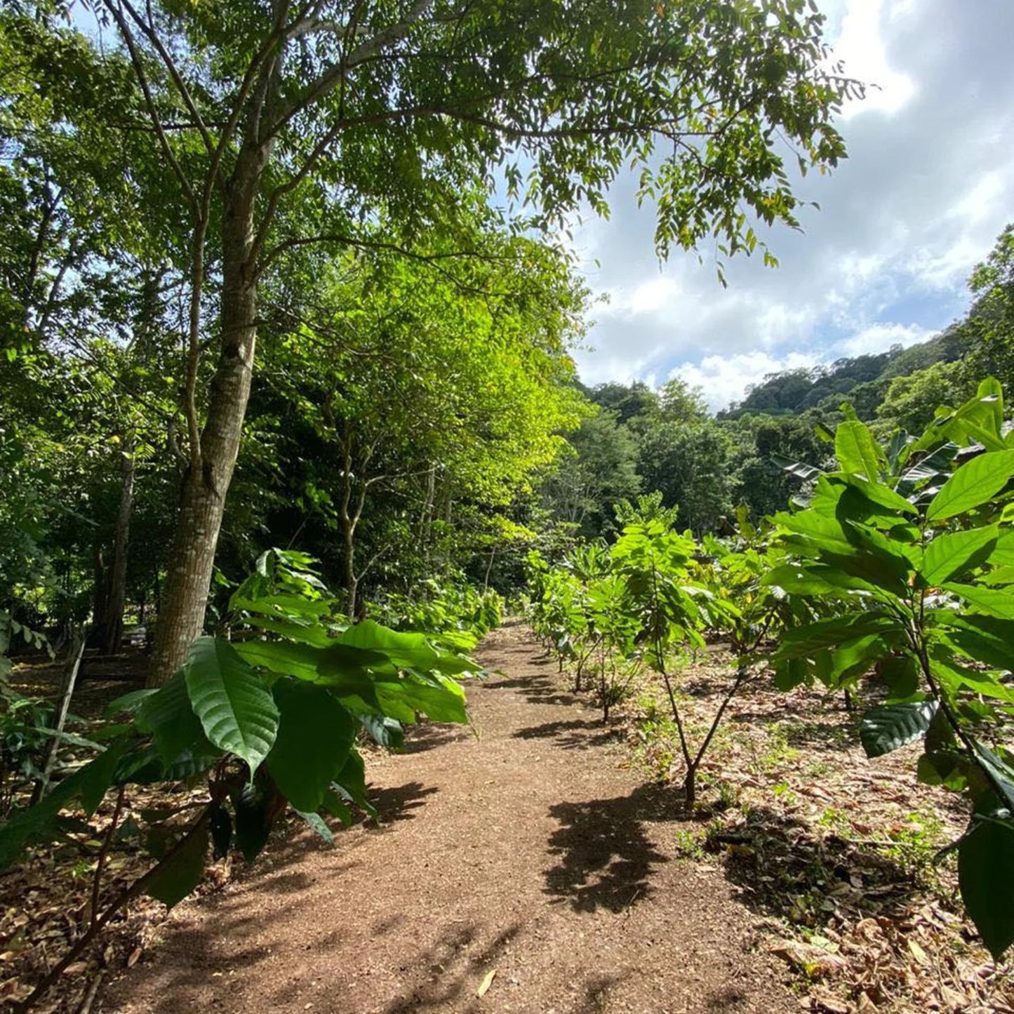 La Mona Golosa Cocao (Chocolate) TOUR experience