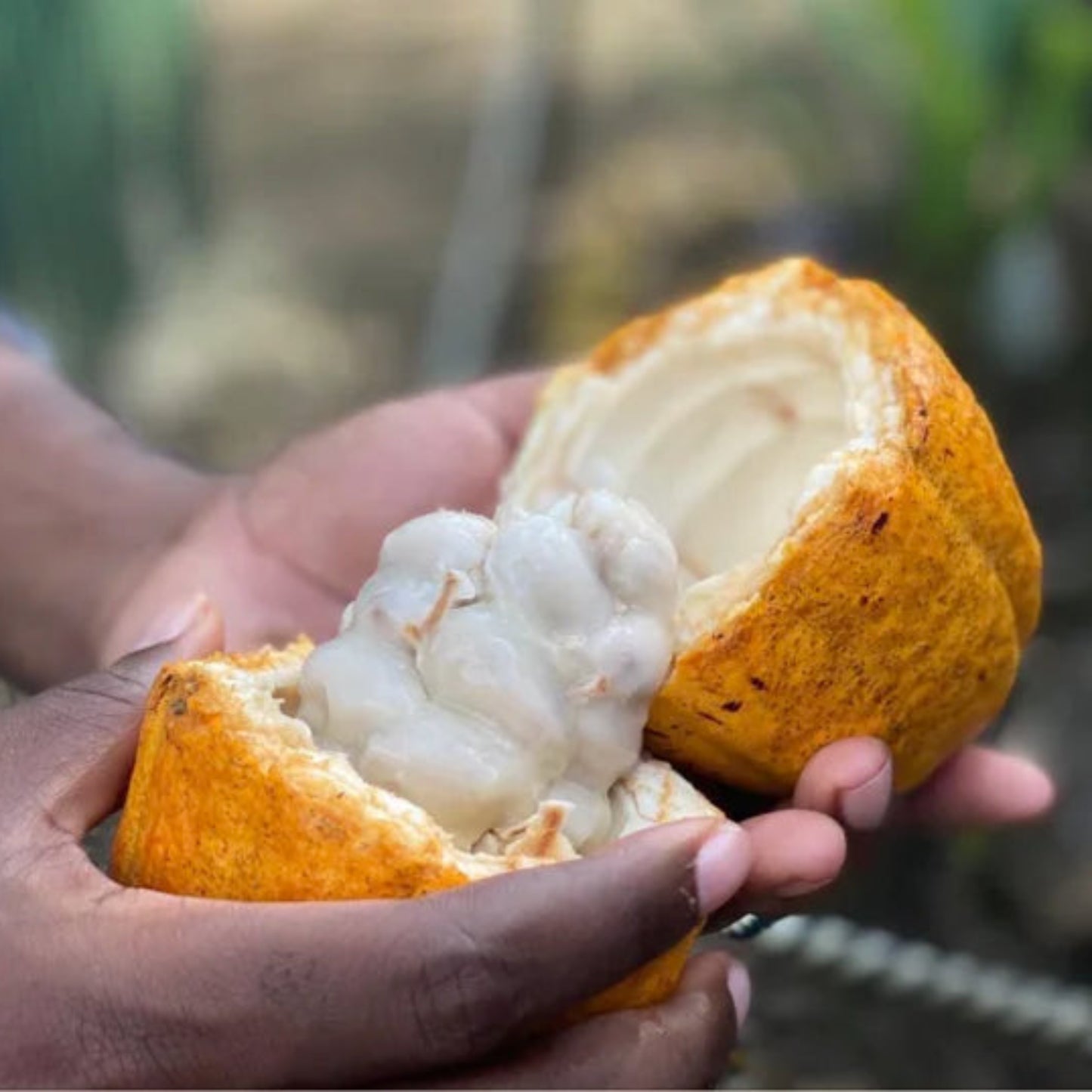 La Mona Golosa Cocao (Chocolate) TOUR experience