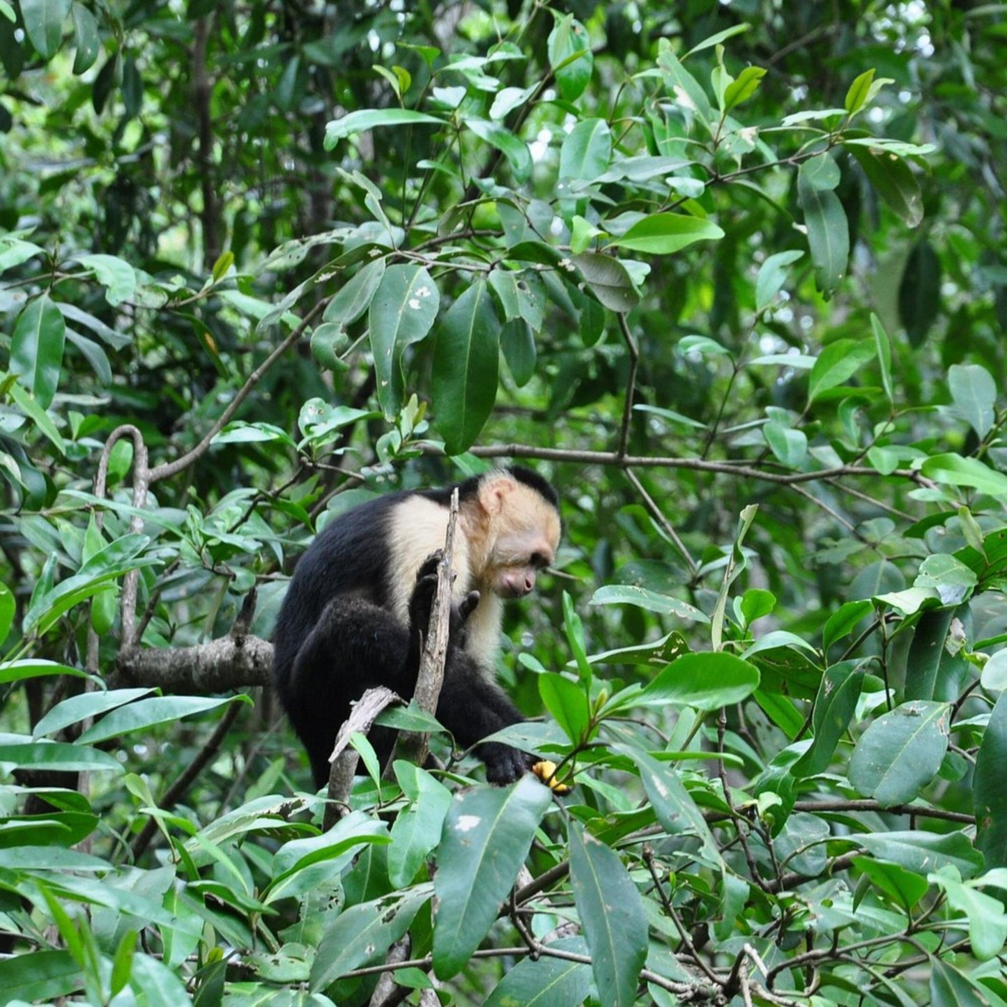 Damas Island Mangrove Boat Tour from Jaco