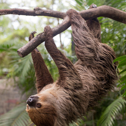 The "Pura Livin" Experience: Tropical Costa Rica: Rainforests, Volcanoes & Pura Vida - 9 Days of Guided Adventure