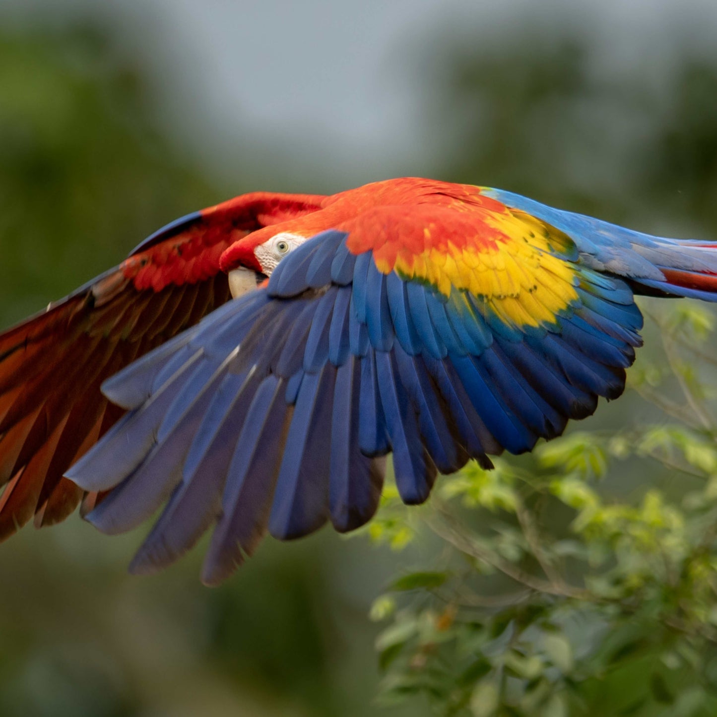 The "Pura Livin" Experience: Tropical Costa Rica: Rainforests, Volcanoes & Pura Vida - 9 Days of Guided Adventure