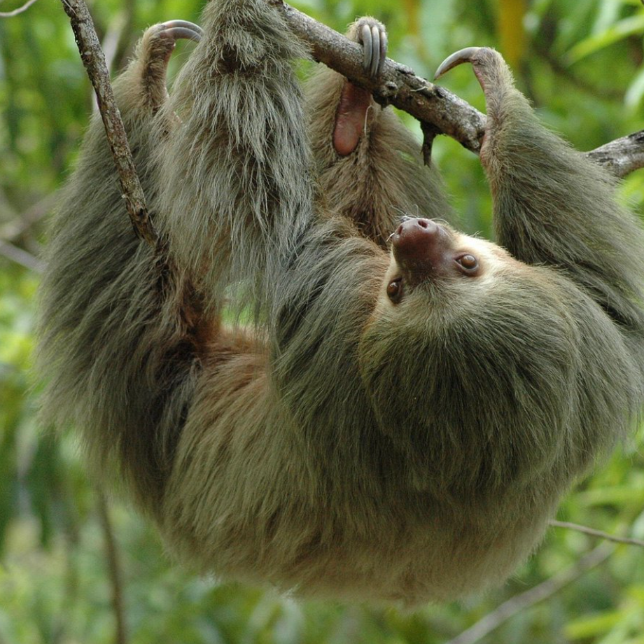 Manuel Antonio National Park Hiking Tour from Jacó