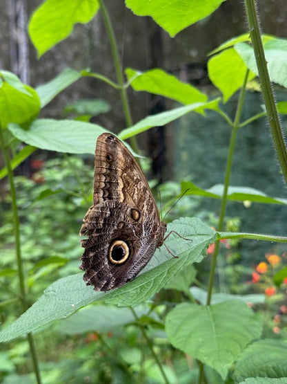 Manuel Antonio National Park Hiking Tour from Jacó
