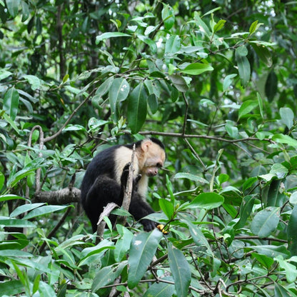 Damas Island Mangrove Boat Tour from Jaco